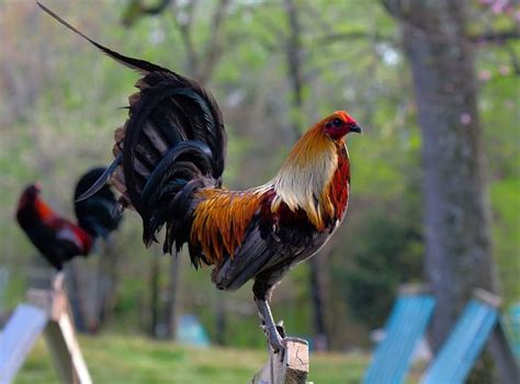 An Old English Game male is extremely territorial and will defend his ground against other invading roosters. . Gamefowl farms near me